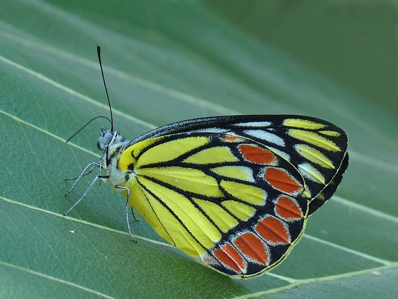 File:Common Jezebel Delias eucharis by kadavoor.JPG