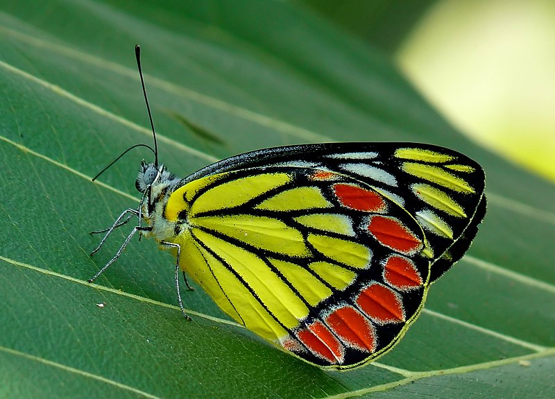 File:Common Jezebel Delias eucharis edit by kadavoor.jpg